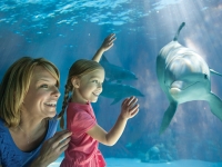 dolphin cove seaworld mom girl